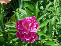 PEONY PK 2.jpg