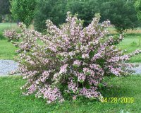 Wigelia bush 2.jpg