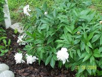 Peony wht 1.jpg