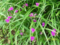 Spiderwort 3.jpg