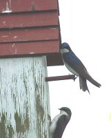 bird 1.jpg