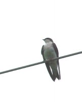 bird 4.jpg