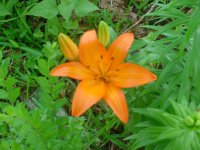 MOMS FLOWERS 011.JPG