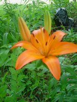 MOMS FLOWERS 012.JPG