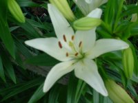 MOMS FLOWERS 003.JPG