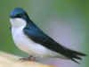 Tree-Swallow_small.jpg