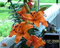 Lily orange 1.jpg