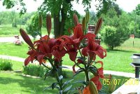 Lily red 1.jpg