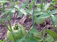 tn_Tomatoes #4.JPG