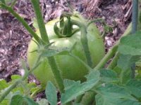 tn_Tomatoes #3.JPG