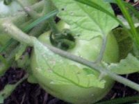 tn_Tomatoes #2.JPG