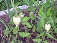 tn_My tomatoes.JPG