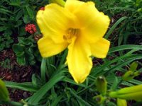 tn_Yellow Daylily.JPG