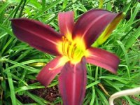 tn_Bi-color Daylily #2.JPG