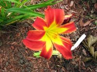 tn_Bi-color Daylily #3.JPG