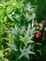 MOMS FLOWERS 009.JPG