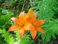 MOMS FLOWERS 005.JPG