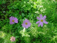 MOMS FLOWERS 007.JPG