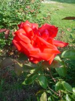 MOMS FLOWERS 012.JPG