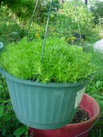 MOMS FLOWERS 010.JPG