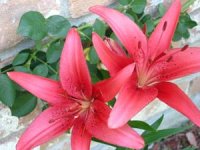 tn_Monte Negro Lily.JPG