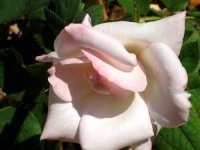 tn_My New Rose.JPG