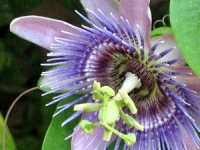 tn_Passion Flower #2.JPG