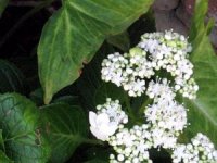 tn_Queens Lace Hydrangea #2.JPG