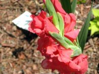 tn_Red Gladiola.JPG