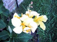tn_Yellow Futurity Canna.JPG