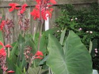 tn_Robert Kemp Cannas & Black Elephant Ear.JPG