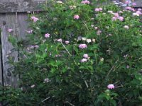 tn_Pink & yellow Lantana.JPG