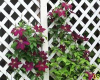 Clematia red 2.jpg