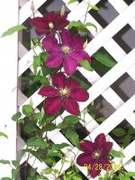 Clematis 1.jpg