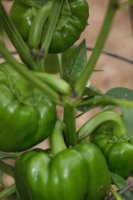 peppers.JPG