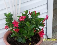 Mandevilla Red 1.jpg