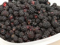 tn_blackberries 003.JPG