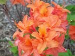tn_Mandarin Azalea.jpg