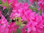 tn_Pink Azalea with Bee.jpg