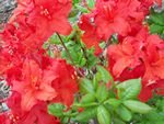 tn_Red Azalea.jpg