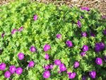 tn_Geranium.jpg