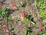 tn_Wild Columbine.jpg