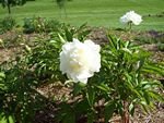 tn_Peony.jpg