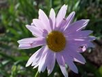 tn_Painted Daisy 2.jpg