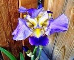 tn_6-17-08 001.jpg