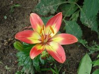 tn_More flowers 003.JPG