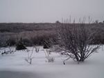 tn_icestorm 1-28-09 12.JPG