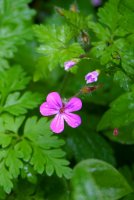 Wildflower.jpg