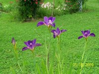 Irises water 1.jpg