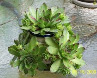 hen an Chicks 5.jpg
